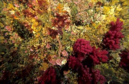 Deep-sea Corals and Sponges - Oceana USA