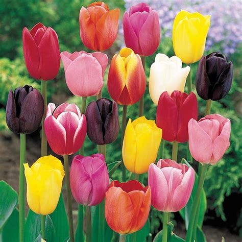 Reviews For Van Bourgondien Spring Flowering Tulip Bulbs Mixture 50 Pack Pg 1 The Home Depot