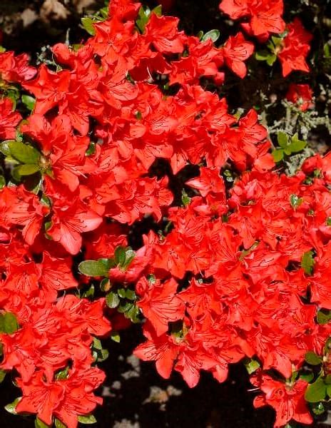 Рододендрон "Geisha Red" 1 саженец