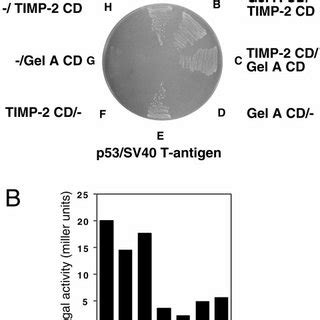 Yeast Two Hybrid Analysis Demonstrates The Interaction Between The C