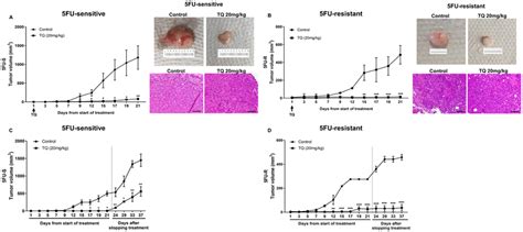 TQ reduces tumor growth in NOD-SCID and NOG mice. (A, B) NOD-SCID mice... | Download Scientific ...