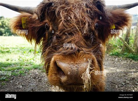 Hochlandrinder Fressen Fotos Und Bildmaterial In Hoher Aufl Sung Alamy