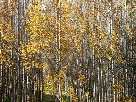 Forest Of Golden Leafed Trees In The Sun Stock Image Image Of