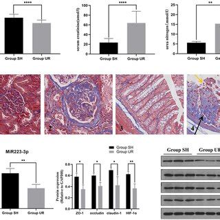 The comparison between the sham-surgery group (Group SH) rats and the ... 