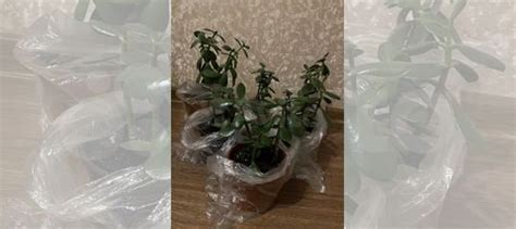 Толстянка купить в Вологде | Товары для дома и дачи | Авито