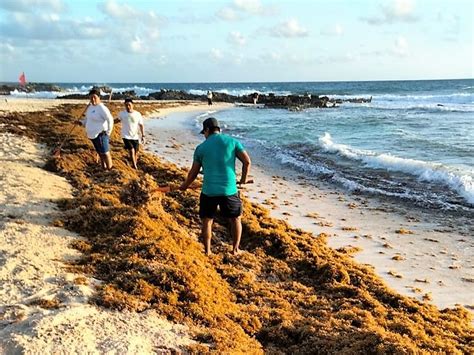 Se fortalece el combate de arribo atípico de sargazo en Isla Mujeres