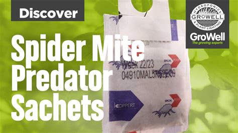 Spider Mite Predator Sachets | DISCOVER - YouTube