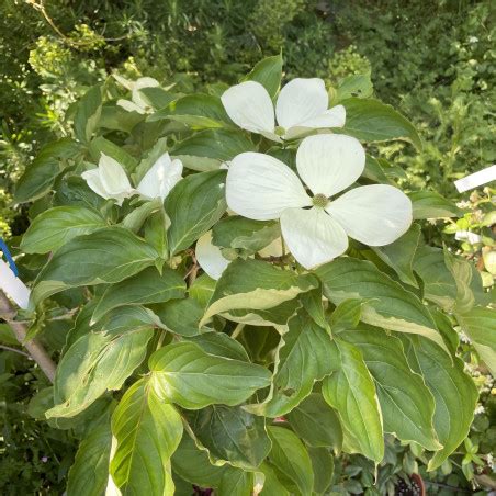 Cornus Kousa Venus Cornouiller Du Japon