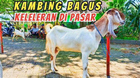 Update Harga Kambing Hari Ini Di Pasar Hewan Wlingi Blitar Sabtu