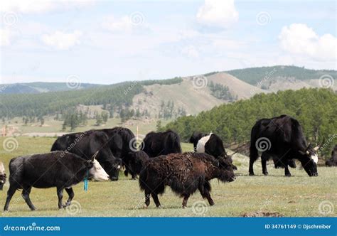 Mongolian Cattle Stock Image Image Of Wildlife Ranch 34761149