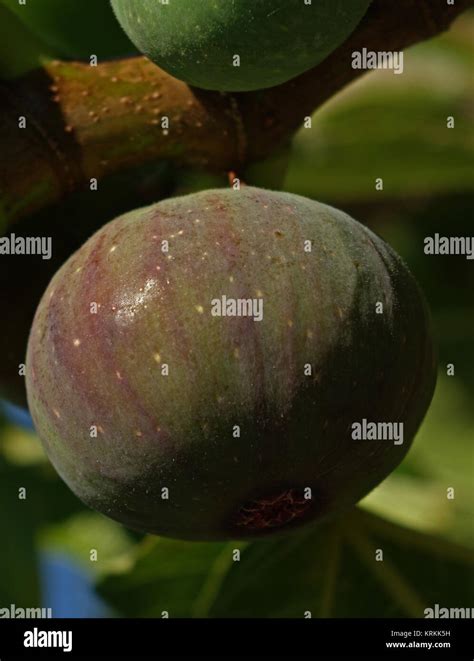 Fruit of the fig tree Stock Photo - Alamy