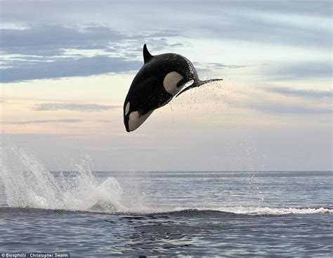 Orca | All Species Wiki | Fandom