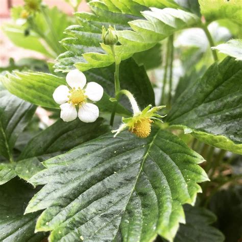 Discover the Tiniest Strawberry in the Herb Garden