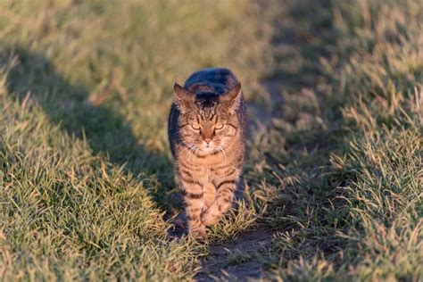 St Rilisation Des Chats Errants Commune De Pepinster