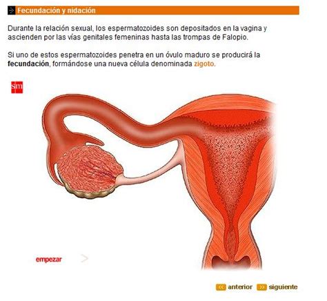 Fecundación y Embarazo Recurso educativo 43371 Tiching