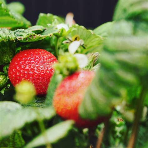 Strawberries Reproduction And Runners Zipgrow Inc