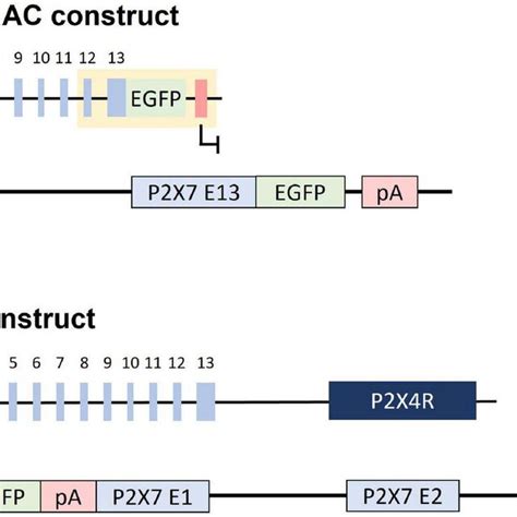 Constructs Used For Generation Of Bac Transgenic Reporter Mice A