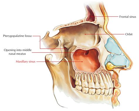 The Maxillary Sinus Or ‘antrum Is The Largest Of The Sinuses The