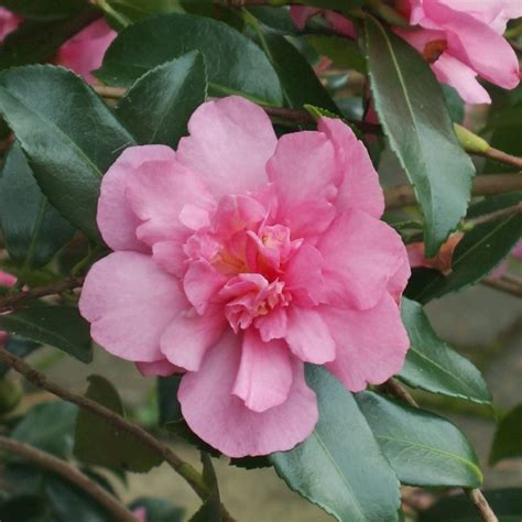 Camellia Sasanqua La Maison Du Cam Lia