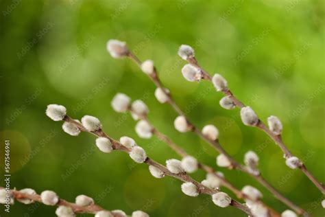 Pussy Willow Branches On Blurred Background Stock Photo Adobe Stock