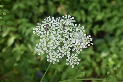 Тмин: полезные свойства и противопоказания