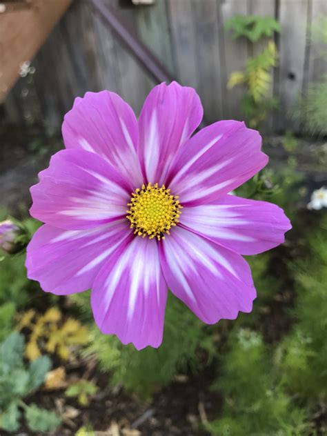 10 Must Have Sunflower Varieties for Pots - Beth's Flower Farm