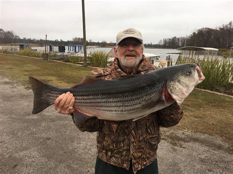 Santee Cooper Fishing Tours Striper Bass Catfish And More