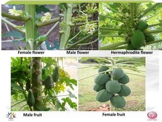 Sex Determination In Papaya PPTX