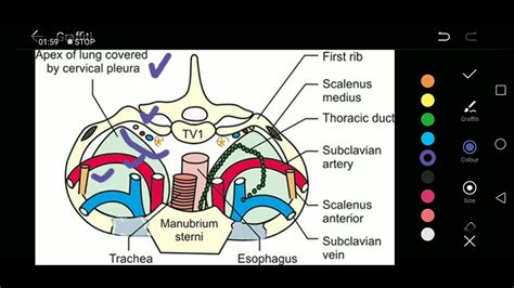 Cervical Pleura Youtube