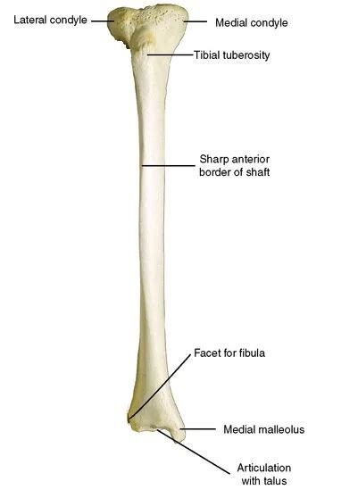 tibia human anatomy