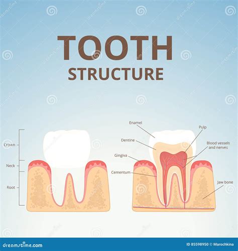 Estructura De Dientes Humanos Ilustración Del Vector Ilustración De