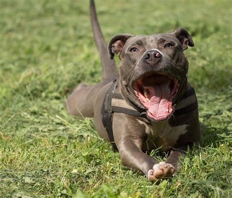 pit bulls considered bad  wolf center