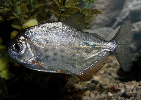 Piranha | Fun Animals Wiki, Videos, Pictures, Stories