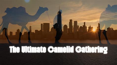 The Camelid Experience NYC 2025