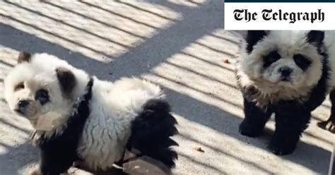 Pictured: Chinese zoo mocked for painting dogs to look like pandas