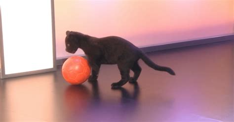 people  loving  baby jaguar wondering   bbc studio