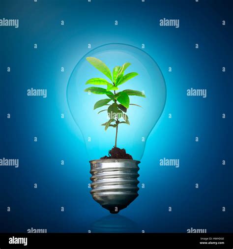 Light Bulb With Green Plant Inside Green Energy Concept Stock Photo