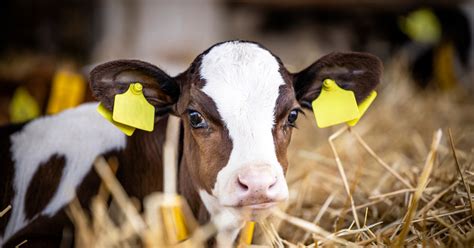 Boosting Starter Feed Intake Essential Strategies For Calves