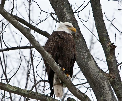 Michigan Bald Eagles - Northern Michigan | Guide Service | Steelhead Fishing