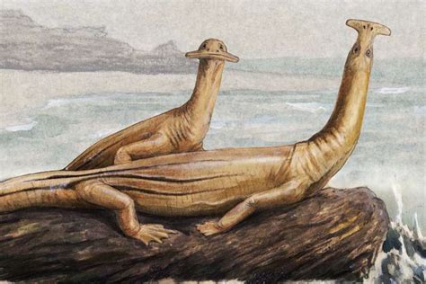 Hammerhead Marine Reptiles Vacuumed Up Algae Earth Archives