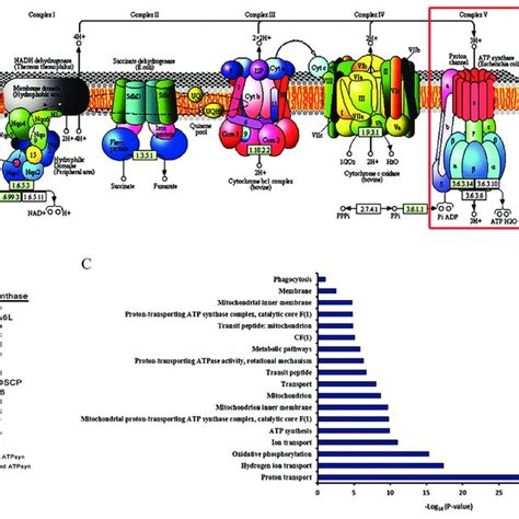 Knockdown Of Atp Synthase β Subunit With Nos Gal4 And Bam Gal4 A C