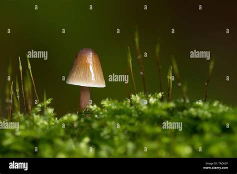 Saffrondrop Bonnet Mycena Crocata Hi Res Stock Photography And Images