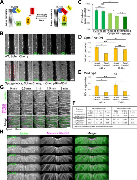 The Apical Bias Of Rab Vesicle Transport Depends On The Activation Of