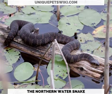 10 Most Beautiful Harmless Snakes For Pets (With Pictures)