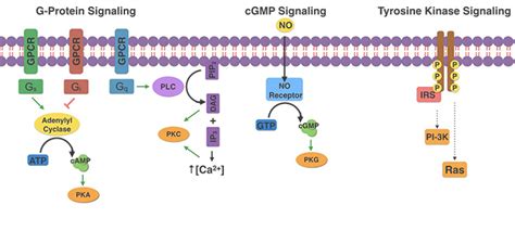 Signal Transduction Biochemistry Medbullets Step 1