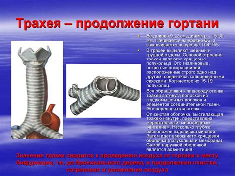 Бронхолегочная система - презентация онлайн