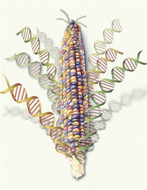 Nsf Usda And Doe Award Million To Sequence Corn Genome All Images