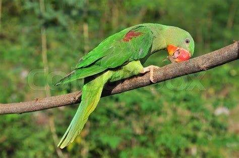 Female Alexandrine Parakeet | Stock image | Colourbox