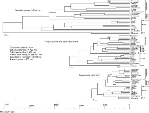 Figure 3 From Dating Divergences In The Fungal Tree Of Life Review And New Analyses Semantic