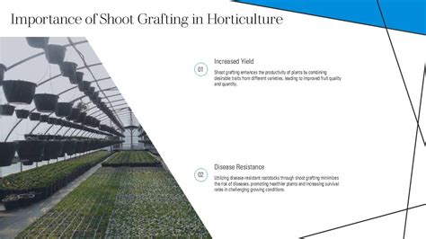 Shoot Grafting Plant Propagation Horticultural Technique Ppt